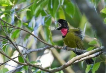 Mengenal Jenis Burung Kancilan Flores