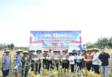 Hujan Rintik Warnai Panen Raya Jagung di Desa Tuatuka