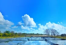 Potensi Tambak Garam Hanggaroru di Sumba Timur Butuh Dukungan Infrastruktur