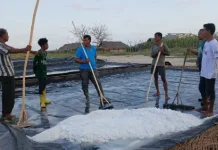 Petani Garam Hanggaroru Berdayakan Anak Sekolah Bantu Angkut Hasil Panen