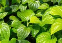 Daun Sirih dan segudang Manfaatnya untuk Kesehatan