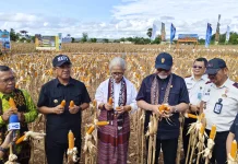 Wawali dan Ketua DPRD NTT Apresiasi Panen Raya Jagung Lapas Dewasa Kupang