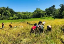 Bentuk Kepedulian TNI,Babinsa Koramil 06/Karera Dampingi Petani Panen Padi