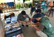 Masuk Rumah Warga Anakan Komodo Dilepas Kembali ke Habitat