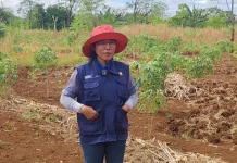 PPL Penfui Dorong Petani Tingkatkan Produksi Lahan Kering