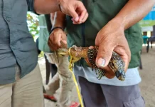Segal Bentuk Penangkapan Biawak Komodo Dapat Dikenakan Sanksi Hukum