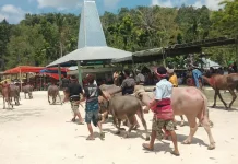 Generasi Muda NTT Mulai Rasionalisasi Tradisi Belis Perkawinan