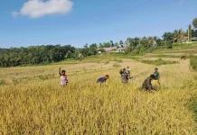 Bersama Petani Panen Padi Kegiatan Babinsa Manunggal Dengan Rakyat.