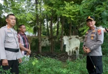 Sambut Idul Adha, Kapolres Sumba Timur Serahkan Satu Ekor Sapi kepada Panitia