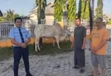 PT DLU Waingapu Salurkan Hewan Kurban bagi Masyarakat dan Masjid