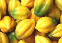 Mengenal Carica Dieng, Kaya Manfaat bagi Kesehatan