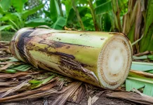 Manfaat Batang Pisang Membantu Mempercepat Penyembuhan Luka Alami