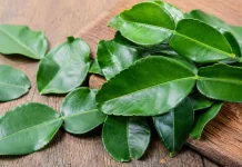 Daun Jeruk Purut, Bumbu Dapur yang Kaya Aroma dan Manfaat