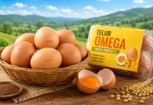 Manfaat Telur Omega untuk Menjaga Kesehatan Tubuh