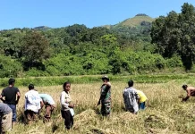 Babinsa Walakaka Dorong Percepatan Panen Padi Sawah  Bersama Warga  Desa Sodana