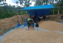 Sebagian Besar Petani di Sumba Barat Sukses Panen Padi Tahun 2025