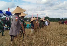 Korem 161/WS Panen Raya Padi 20 Hektar di Kabupaten Kupang