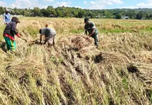Dukung Swasembada Babinsa Pahunga Lodu Dampingi Petani Panen Padi