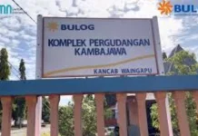 Bulog Waingapu Serap Beras Petani Sumba Timur hingga 105 Persen dari Target