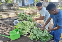 Warga Binaan Rutan SoE Buktikan Produktivitas lewat Program SAE