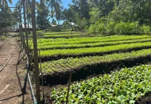 Air Bersih Jadi Kunci Peningkatan Produktivitas Petani di Kelurahan Naoni