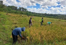 Dukung Ketahanan Pangan, Babinsa Lewa Bantu Petani Panen Padi di Desa Matawai Amahu