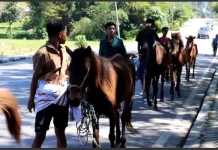 Makna Belis dalam Perkawinan Adat Sumba: Tradisi yang Tetap Bertahan