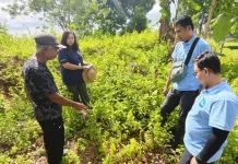 Program PESTA PORANG PLN Gerakan Ekonomi Petani Flores