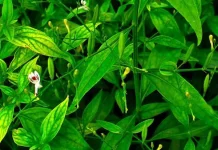 Manfaat Tanaman Sambiloto Sebagai Obat Herbal