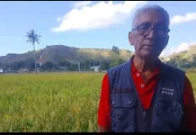 Pensiunan Guru di Mauliru Berhasil Tingkatkan Hasil Sawah Organik
