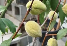Almond Muda: Sensasi Rasa Unik Dari Buah yang belum Matang