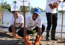 Peduli Lingkungan, PLN dan BBKSDA Tanam 57.750 Mangrove di Tiga Pesisir NTT