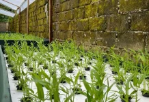 Manfaat Hidroponik untuk Rumah Tangga, Solusi Berkebun Praktis di Lahan Sempit