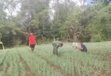Babinsa Katikutana Dukung Petani Bawang Tingkatkan Kualitas Hasil Panen