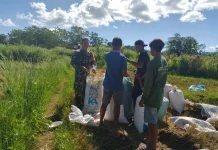 Babinsa Sertu Sukarman Bantu Panen Padi  Warga Desa Maradesa