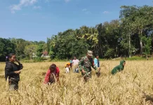 Babinsa Bantu Petani Percepat Panen Antisipasi Penurunan Kualitas Hasil