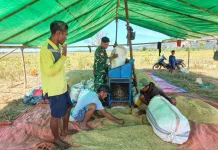 Babinsa Dampingi Petani Panen Padi Lokal Hupu Mada