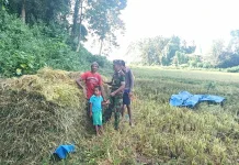 Serma Suherman Bantu Petani Panen Padi Antisipasi Kerusakan Hasil Panen