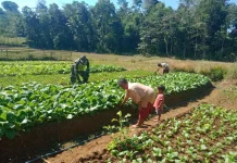 Petani Sawi Siap Meraih Keuntungan Besar Melalui  Pertanian Berkelanjutan