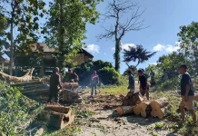 Babinsa Koramil Loli Gelar Kerja Bakti Bersama Warga Bersihkan Pohon Tumbang.