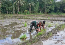 Babinsa Tabundung Dampingi Petani Tanam Padi Perkuat Ketahanan Pangan Nasional