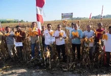 Panen Jagung di Sumba Barat Daya, Gubernur Melki: Petani Profesi Mulia