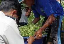 SAE Rutan SoE Panen 30 Kilogram Buncis, Dukung Ketahanan Pangan