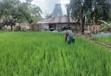 Babinsa Tabundung Pantau Pertumbuhan Padi Dukung Swasembada Pangan Nasional