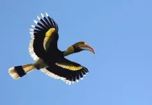 538 Spesies Burung Endemik Indonesia Hadapi Ancaman Perubahan Habitat