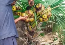Filosofi Rote Bentuk Kehidupan Masyarakat