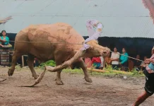 Makna Kerbau dalam Budaya Sumba: Simbol Kehormatan, Kemakmuran, dan Pengorbanan