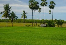 Lahan Rote Ndao Dominasi Potensi Pertanian