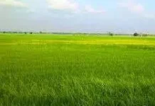 Sawah Kecamatan Rote-Tengah Miliki Lahan Terluas