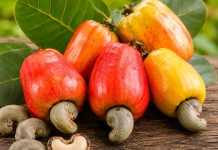 Kacang Mete: Camilan Sehat dengan Segudang Manfaat bagi Tubuh